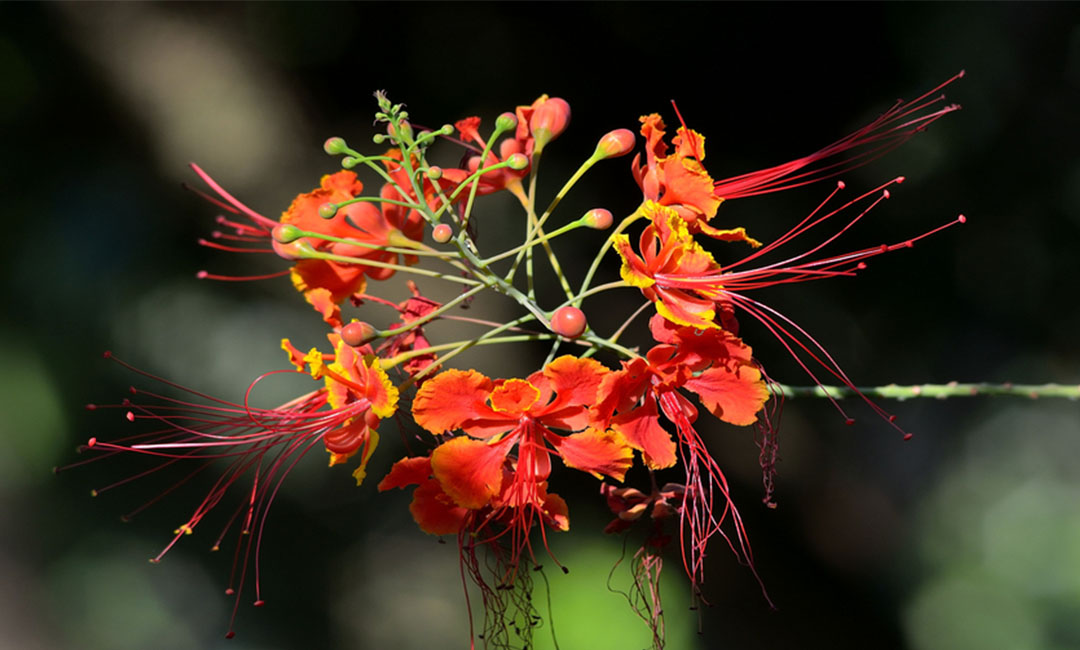 海淀花帮主百科词条创建案例